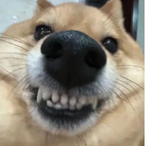 meme chó cười đểu