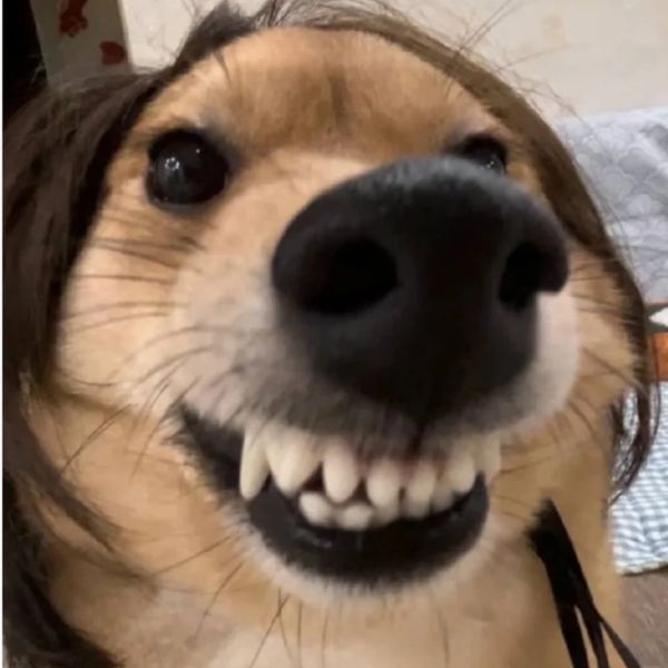 meme chó cười nhe răng