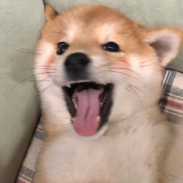 meme chó cười