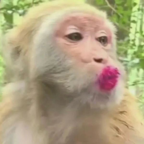 monkey meme chu mỏ