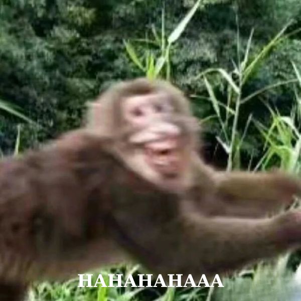 monkey meme cười