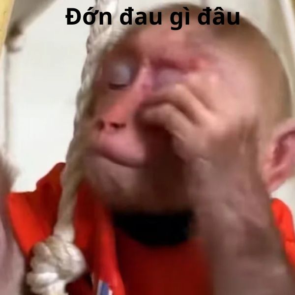 monkey meme đau đớn