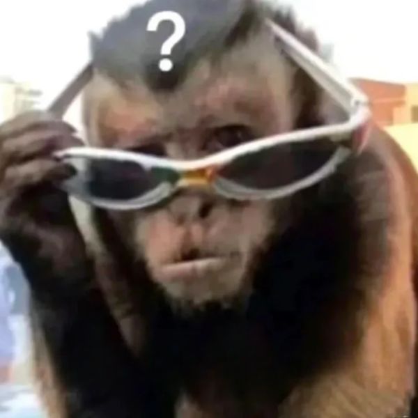 monkey meme đeo kính