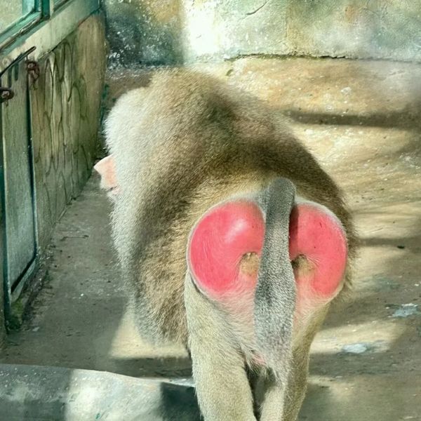 monkey meme đít đỏ