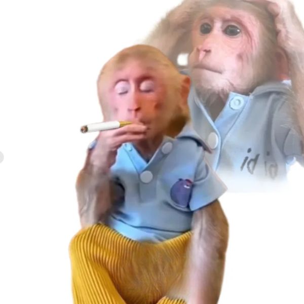 monkey meme hút thuốc