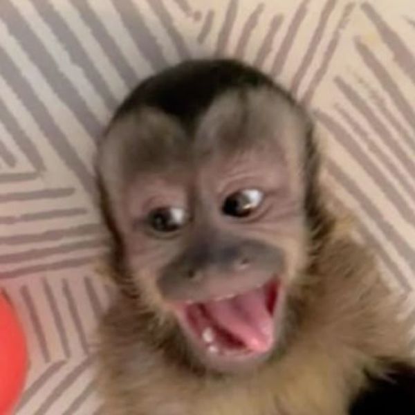 monkey meme nè lưỡi