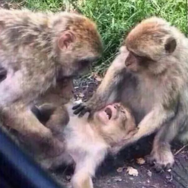 monkey meme ngất