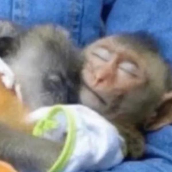 monkey meme ngủ
