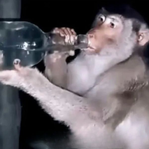 monkey meme uống nước