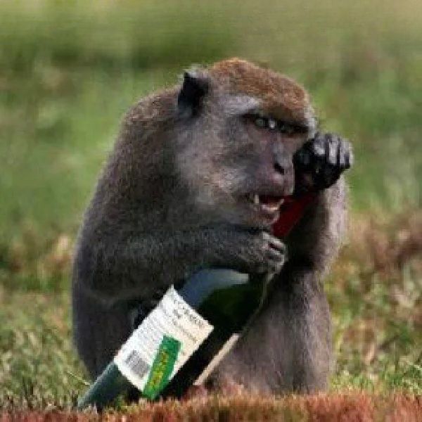 monkey meme uống rượu