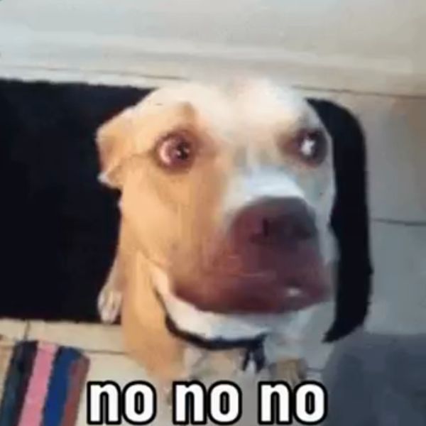 no meme chó