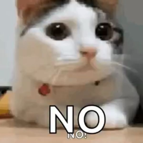 no meme mèo