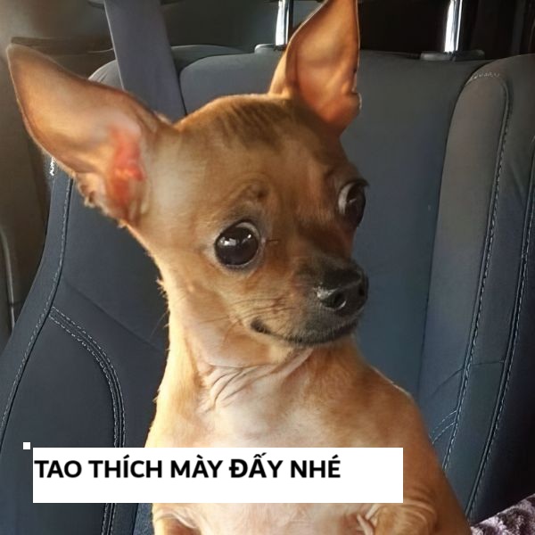 tao thích mày