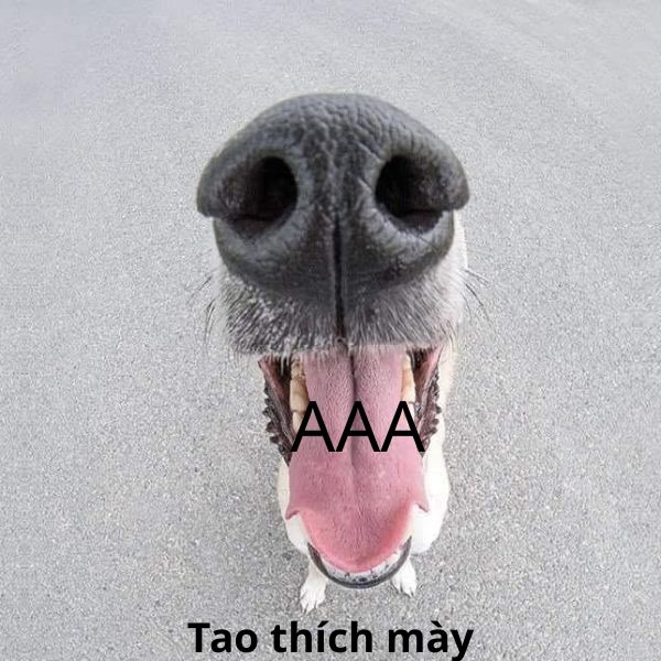 tao thích mày troll chó lè lưỡi
