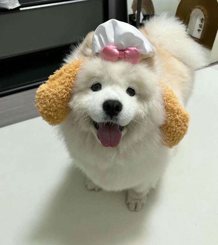 ảnh avatar chó cute 4k đẹp