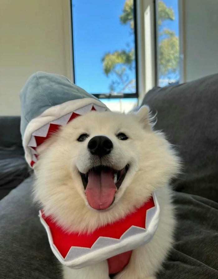 ảnh avatar chó cute 4k
