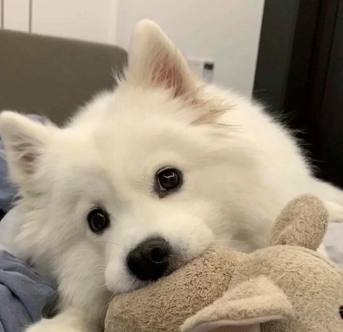 ảnh avatar chó cute đáng yêu