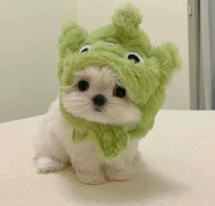 ảnh avatar chó cute dễ thương