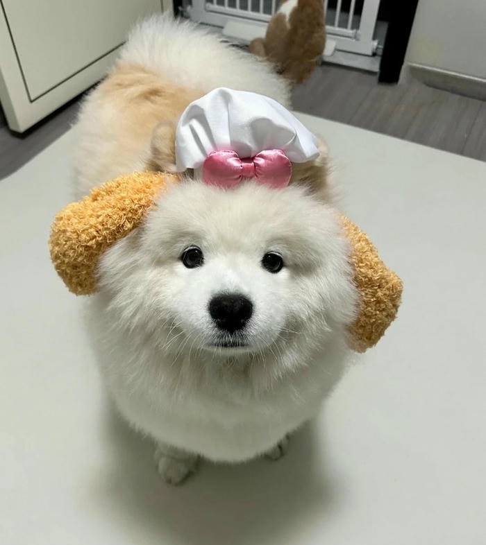 ảnh avatar chó cute siêu cute 4k