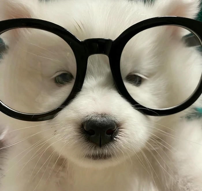 ảnh avatar chó cute siêu full hd