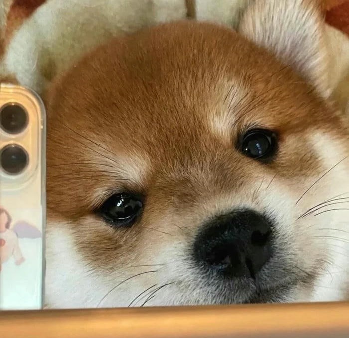 ảnh avatar chó cute xinh nhất