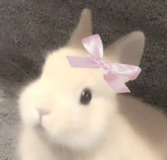 ảnh avatar con thỏ cute đáng yêu