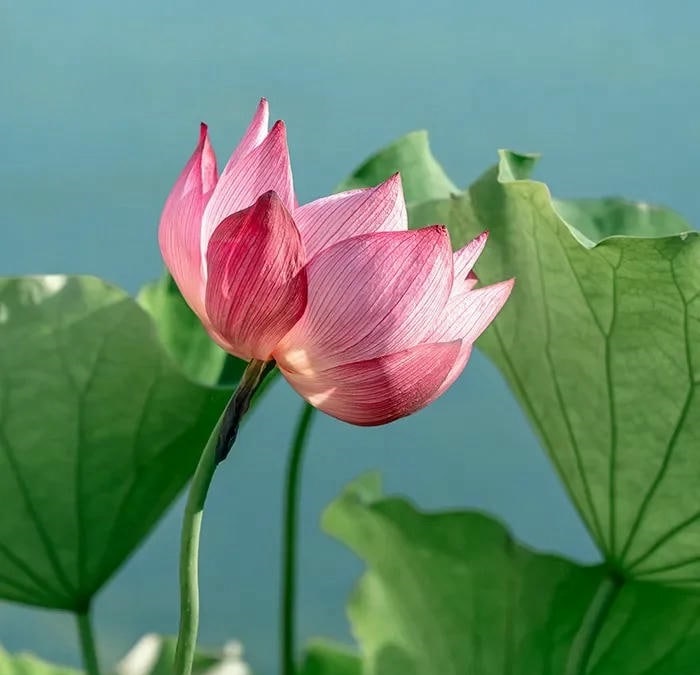 ảnh avatar phong cảnh 4k