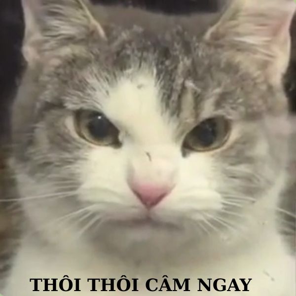 ảnh meme khinh bỉ siêu hài