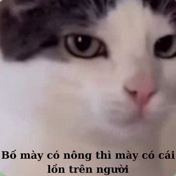 ảnh meme khinh bỉ