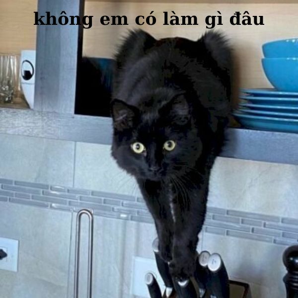 ảnh meme mèo cầm dao bựa