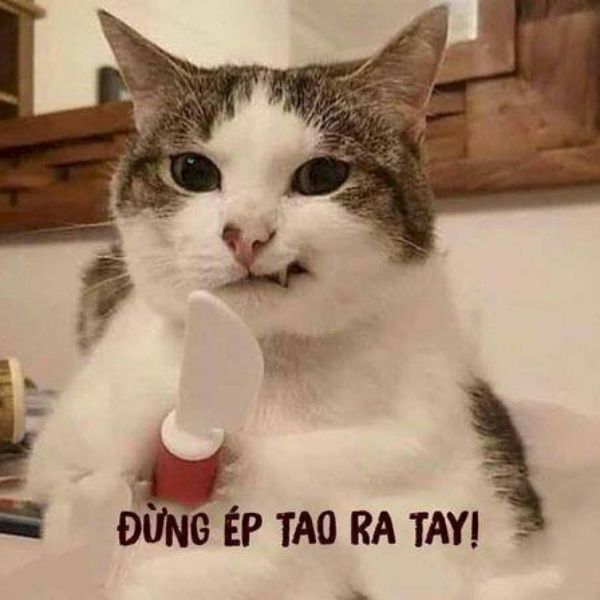 ảnh meme mèo cầm dao hài hước