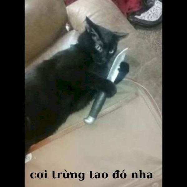 ảnh meme mèo cầm dao