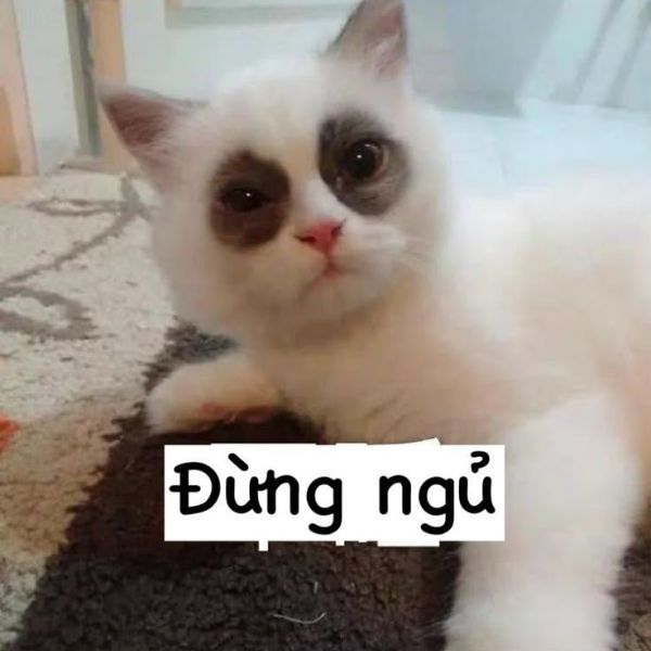 ảnh meme ngủ