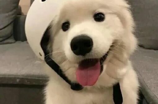 Gợi ý 188+ avatar chó cute đáng yêu và hài hước nhất