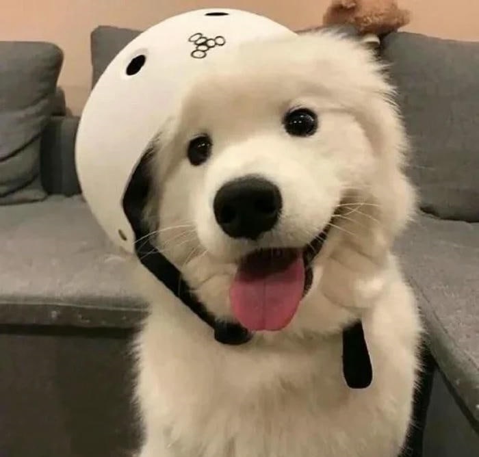 avatar chó cute đáng yêu