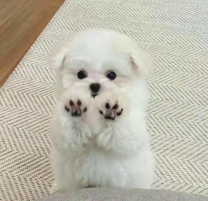 avatar chó cute dễ thương 4k