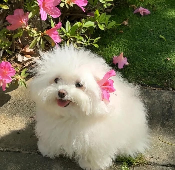 avatar chó cute dễ thương nhất
