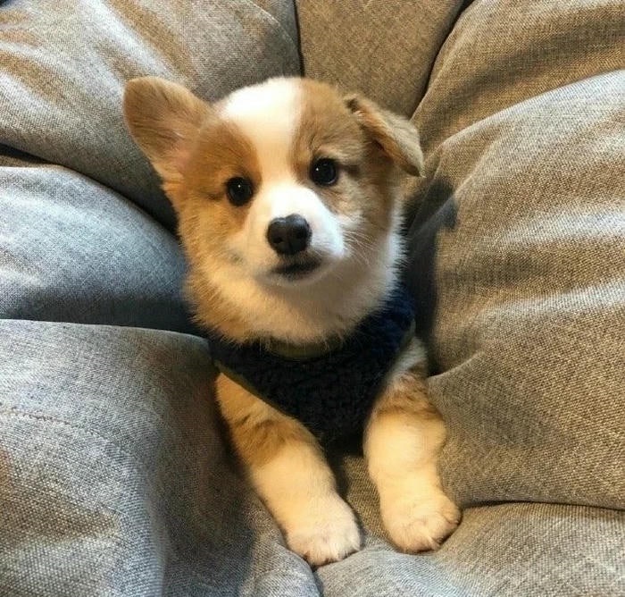 avatar chó cute đẹp 4k