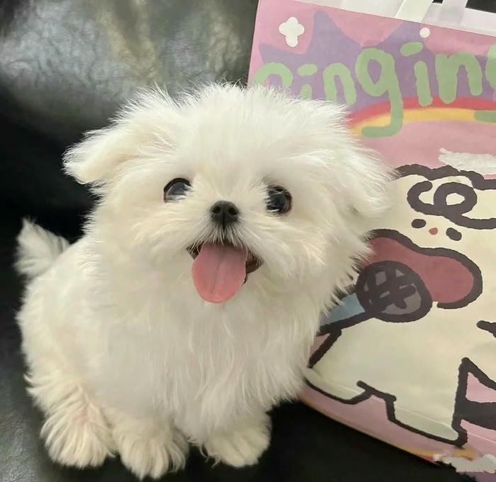 avatar chó cute đẹp full hd