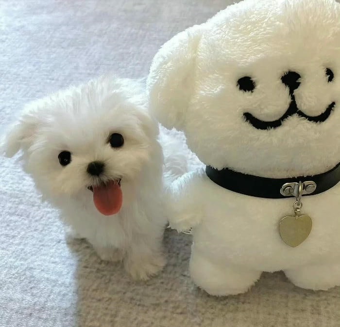 avatar chó cute đẹp