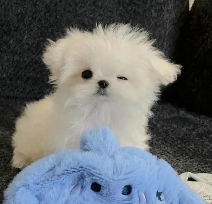avatar chó cute xinh 4k