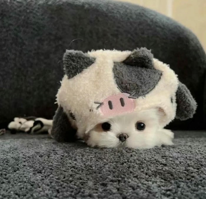 avatar chó cute xinh full hd