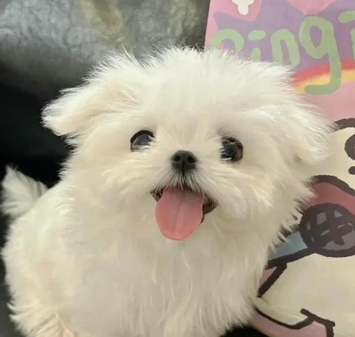 avatar chó cute xinh nhất 4k