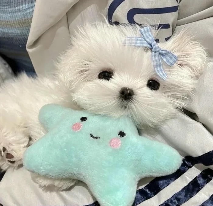 avatar chó cute xinh nhất full hd