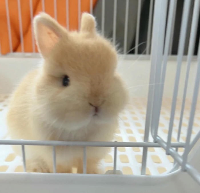 avatar con thỏ siêu cute