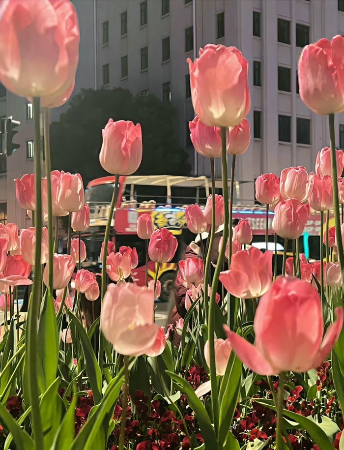 avatar hoa tulip 4k
