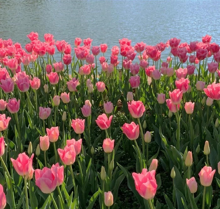 avatar hoa tulip cực đẹp
