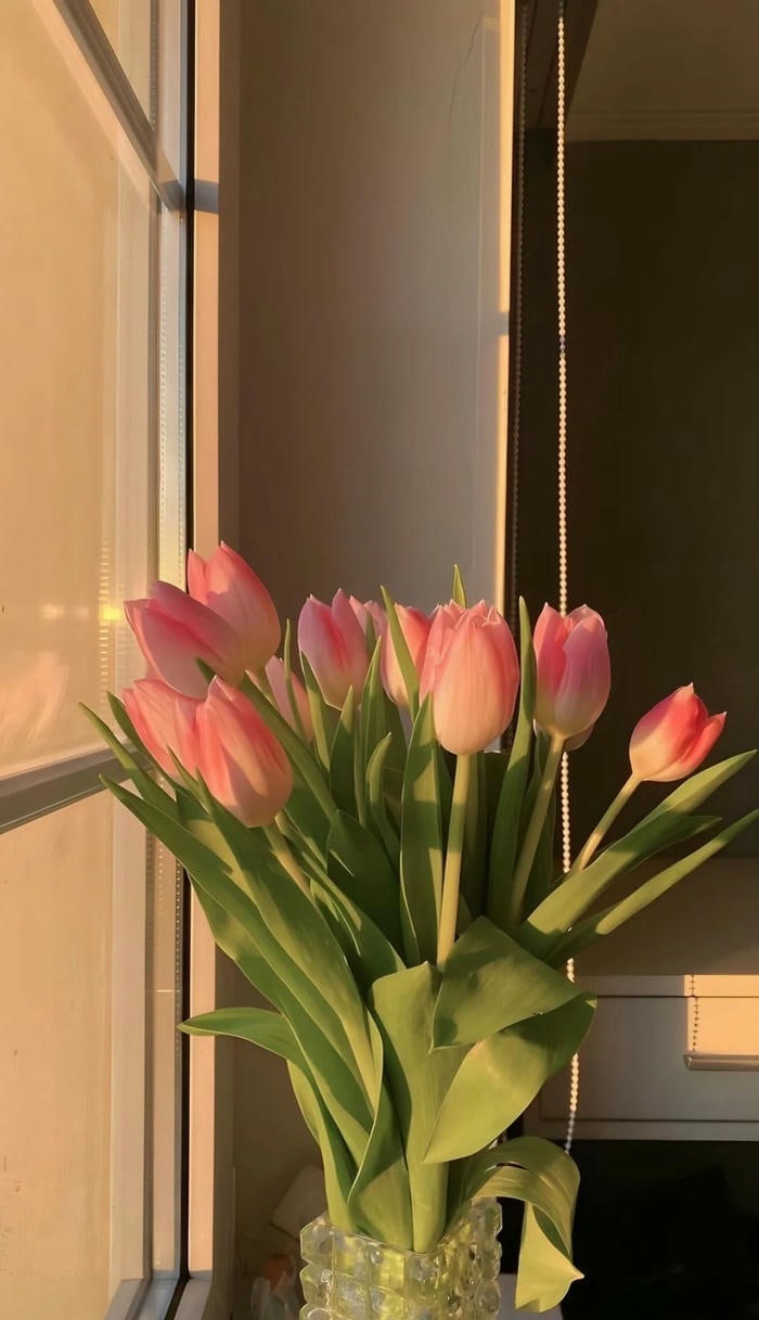 avatar hoa tulip cute hd