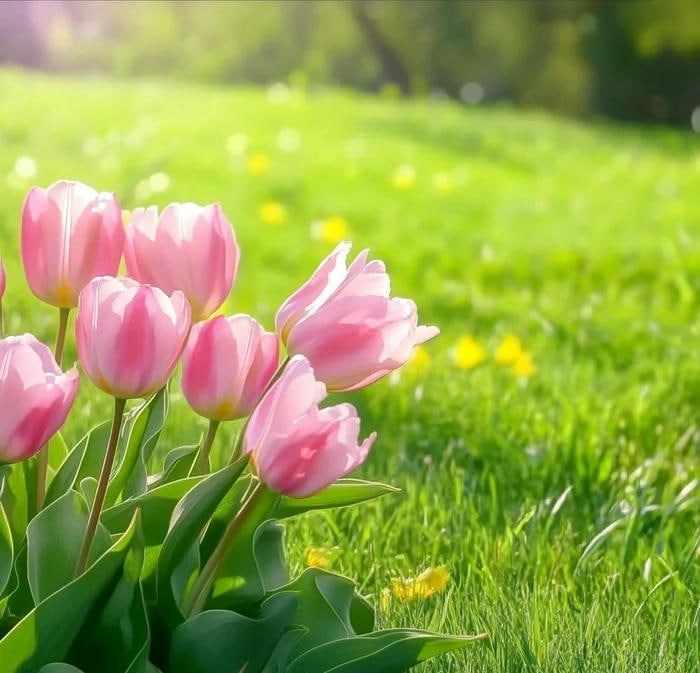 avatar hoa tulip đáng yêu