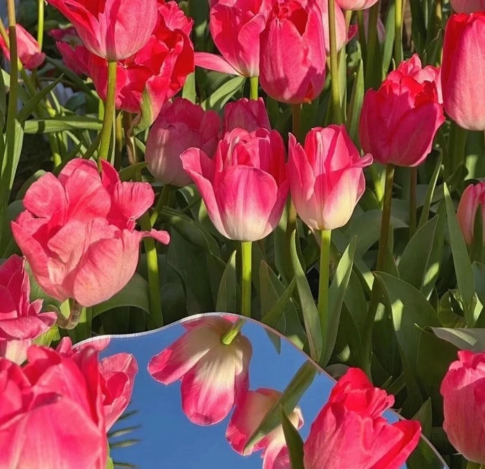 avatar hoa tulip full hd